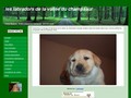 Consultez la Fiche : LABRADORS DE LA VALLEE DU CHAMPSAUR