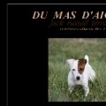 Consultez la Fiche : jack russell du mas d'aigret