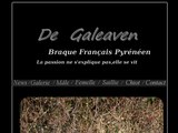 Consultez la Fiche : braque français de galeaven