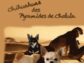 Consultez la Fiche : CHIHUAHUAS DES PYRAMIDES DE CHOLULA