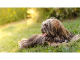 Havanese