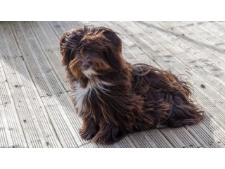 Havanese