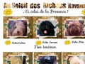 Consultez la Fiche : AU SOLEIL DES BICHONS HAVANAIS