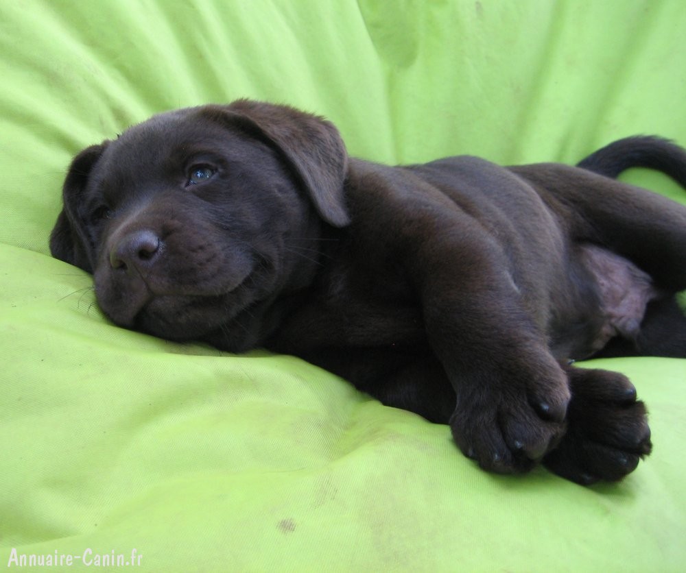 Notre Elevage De Labradors Chocolat Notre Elevage De Labradors Chocolat