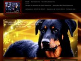 Consultez la Fiche : Elevage Beaucerons &amp; chiot Ombre Rouge de Phrygie - éleveur